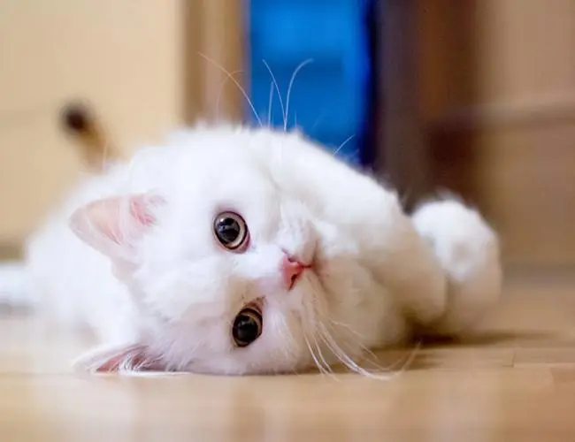 白色长毛猫（白色长毛猫蓝眼睛是什么品种）-第4张图片