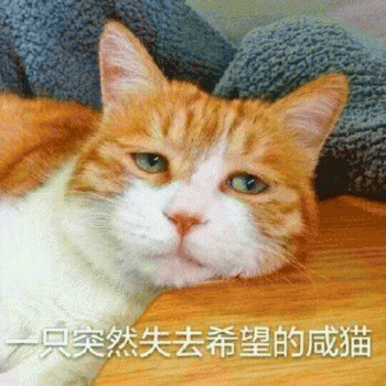 表情包：日常吸貓（awsl）