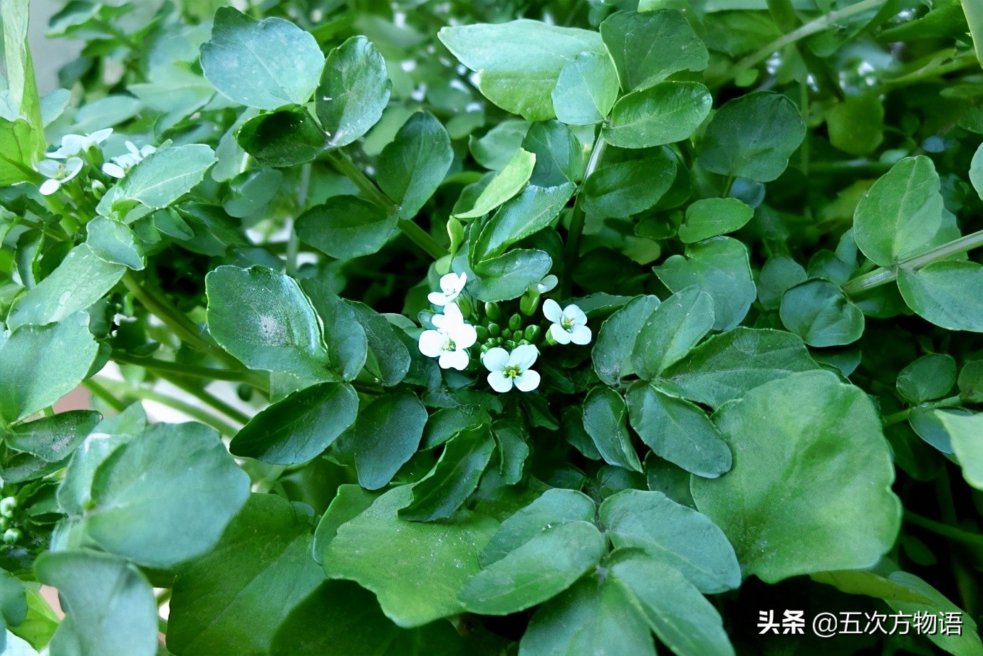 一篇认全十字花科蔬菜