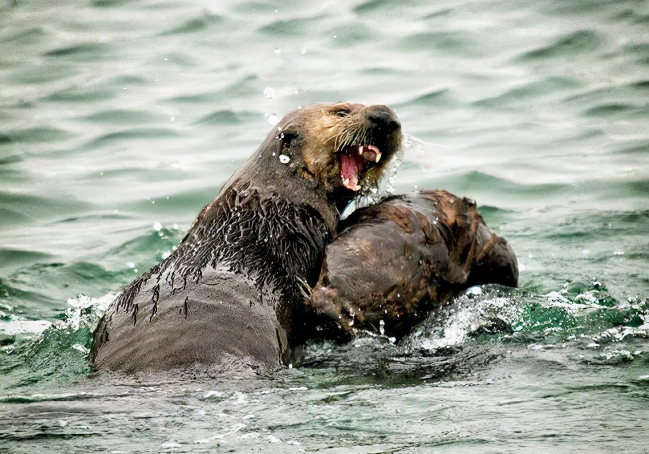 狗交配时屁股为何会连在一起?特殊生理构造延长了它们的交配时间
