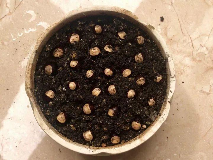 梦到桔子树上结果(吃剩的龙眼核,弟弟随手塞盆里,冒出一片小森林!