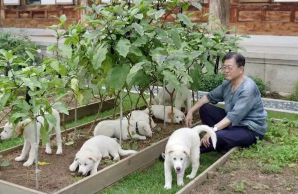 200 世界杯韩国为什么(韩国一年吃掉200万条狗却要禁吃狗肉：不是爱动物，而是讨好西方)