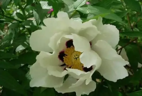 100种名贵牡丹鉴赏 绘画好素材（报花名）