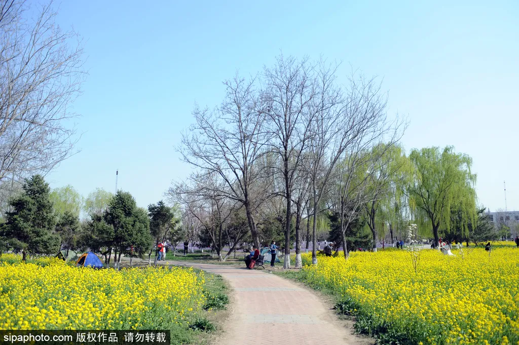 去哪看油菜花,