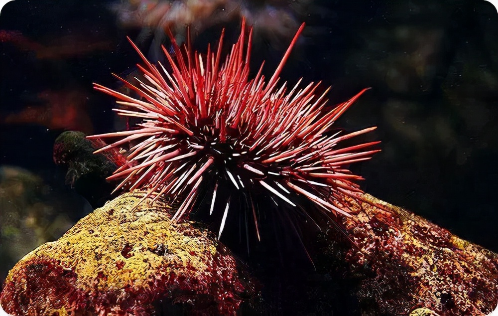 红海胆又名巨紫球海胆,主要生活在北美的西海岸沿岸.