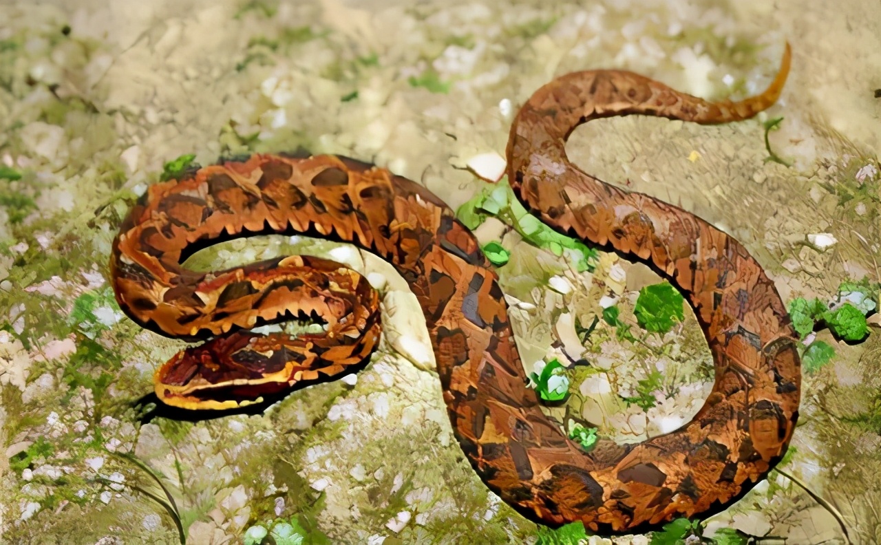 多地报道“蛇出没”！常见的十大毒蛇你认识吗？如何防止蛇进屋？