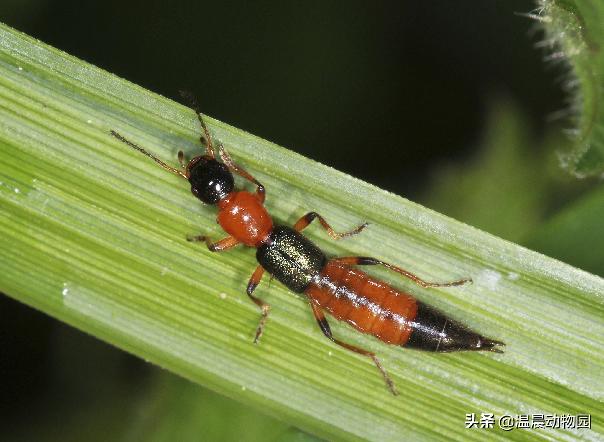 隐翅虫咬人后图片 隐翅虫最怕的三种东西  第3张