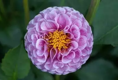 各种花的寓意及花语（100种花的花语大全）