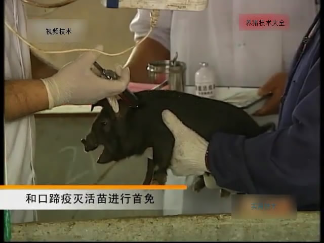 猪的免疫程序