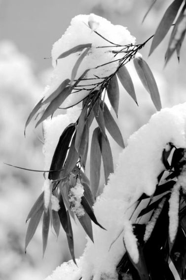 「诗词鉴赏」古诗词中的雪竹，不负岁寒心！