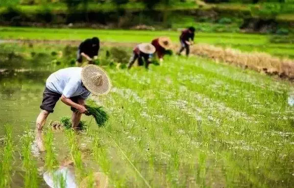 芒种，正是青梅煮酒时