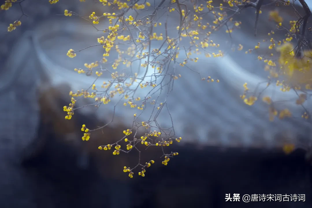 雨落一地情，繁花惹人倾