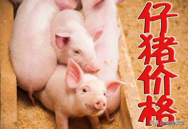 今日全國仔豬價格最新，今日全國仔豬價格一覽表