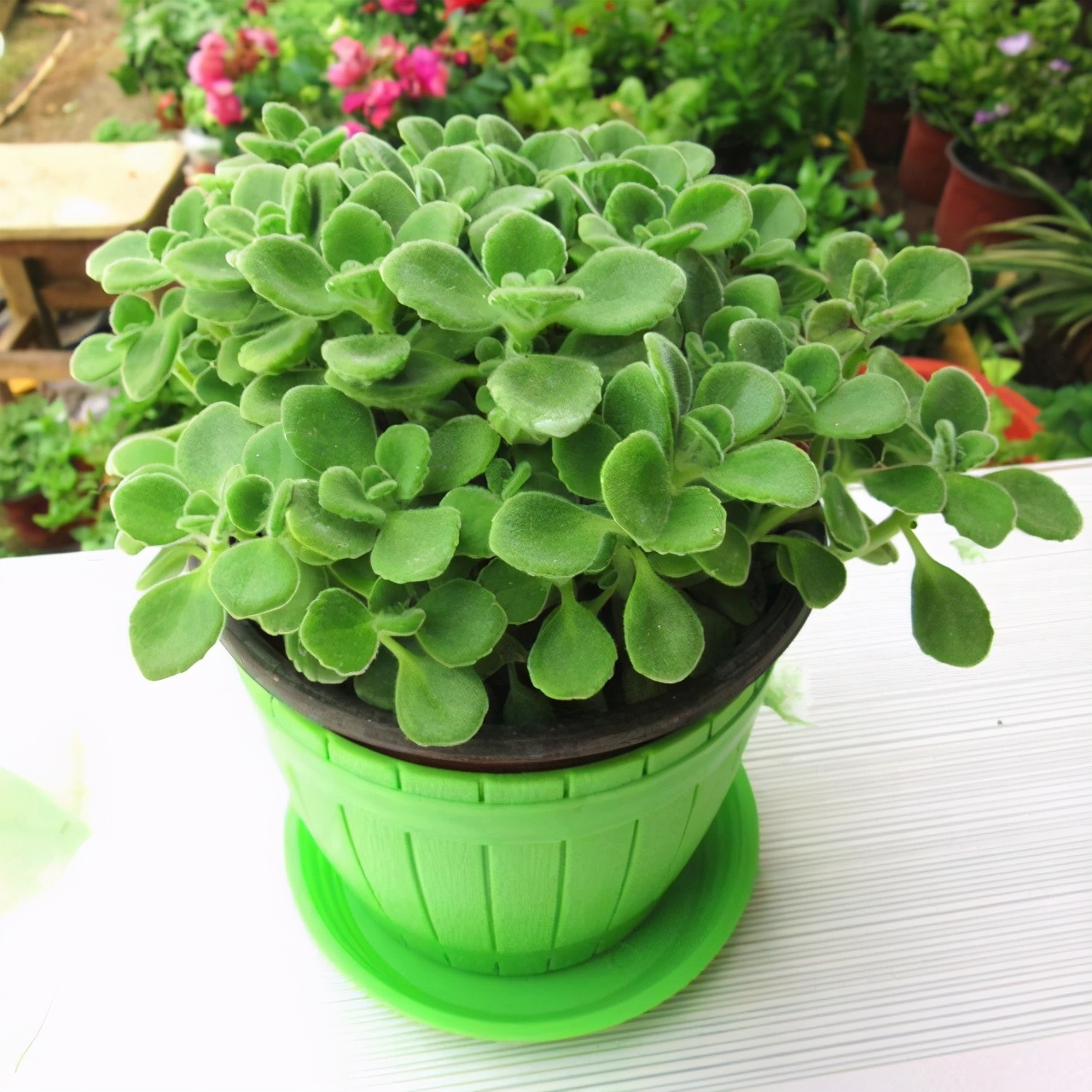 碰碰香开花的样子(适合热天养的香香花放客厅雅致)