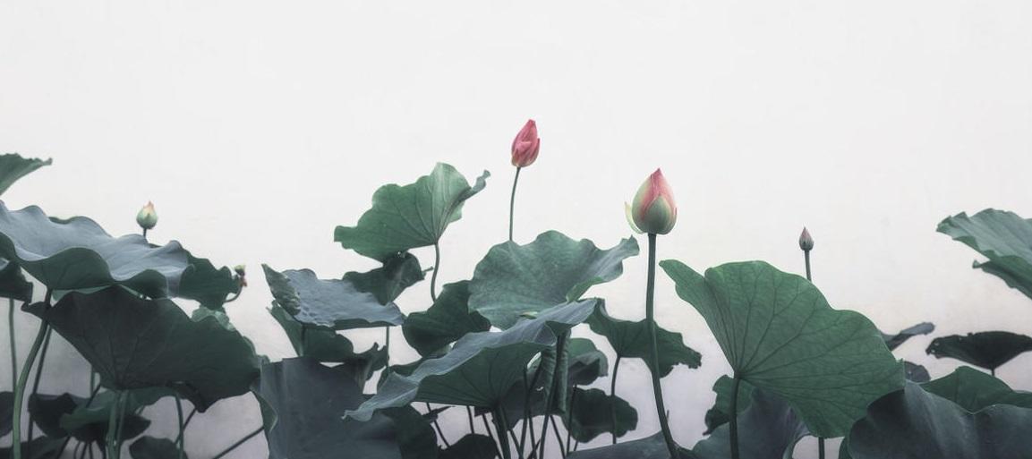 “莲叶何田田”——从《汉乐府·江南》看两汉诗歌的发展演变