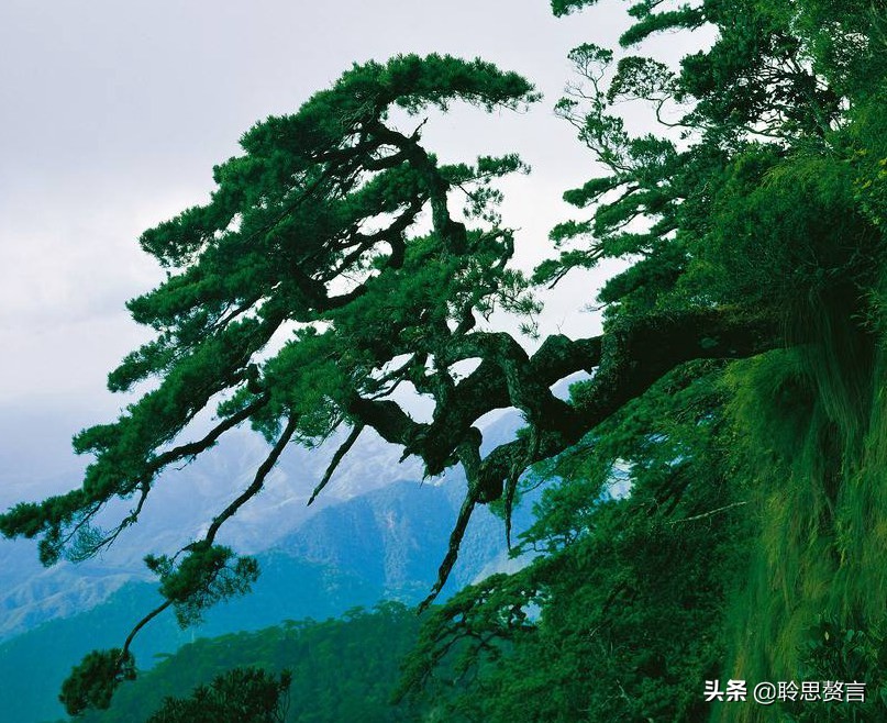 夏日诗词精选三十七首 人皆苦炎热，我爱夏日长