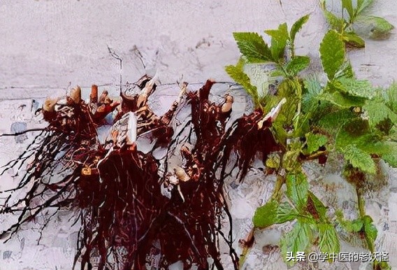 每天学习一味中药——鹤草芽