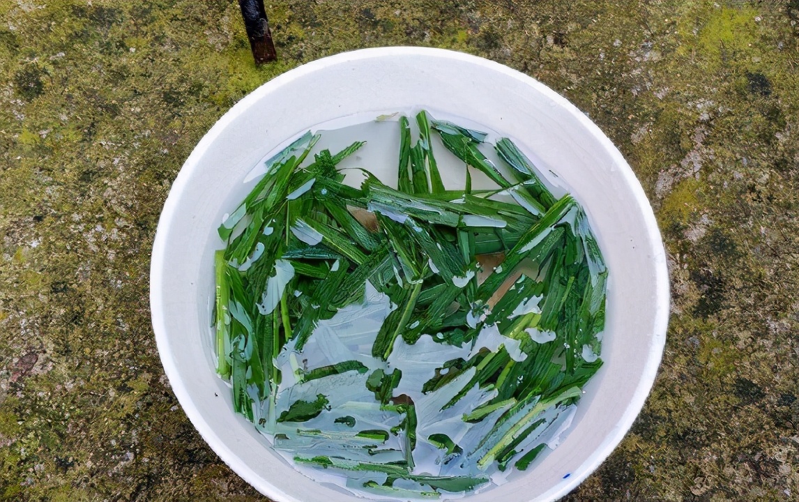 它叫“牛筋草”，被农民视为“眼中钉”，夏季却能做凉茶解暑