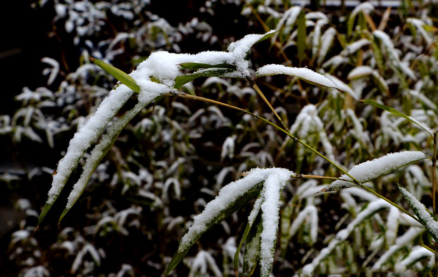 不是的,如果仅仅写雪,他就不会"时闻折竹声"了