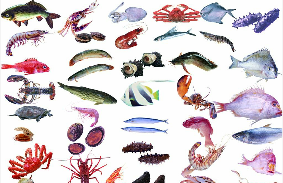 淡水鱼的种类图片（常见常养的七种大宗淡水鱼类）