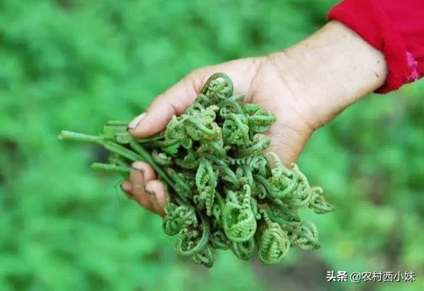 蕨菜什么季节有（什么时候有蕨菜）-第2张图片-昕阳网