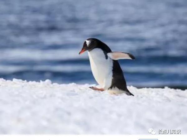最耐寒的十大动物排名，第一名竟然是冰虫