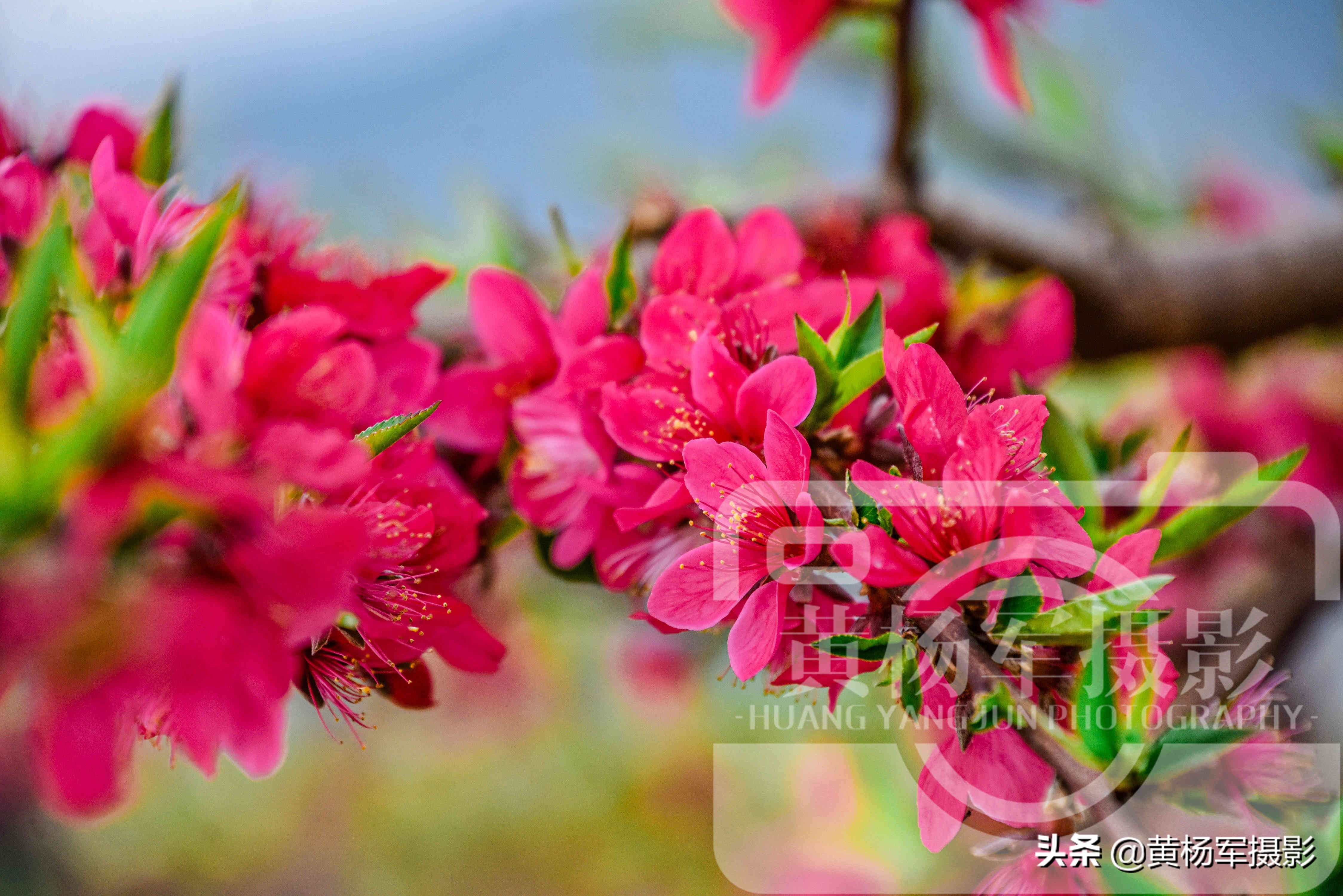 桃花是什么样子,气味_友友