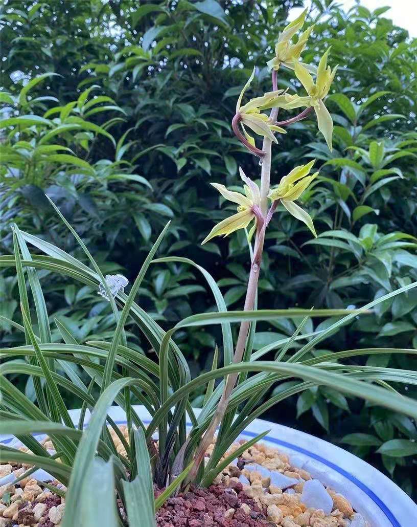 兰花绿牡丹图片(鉴赏美丽典雅的兰花名品蕙兰绿牡丹)