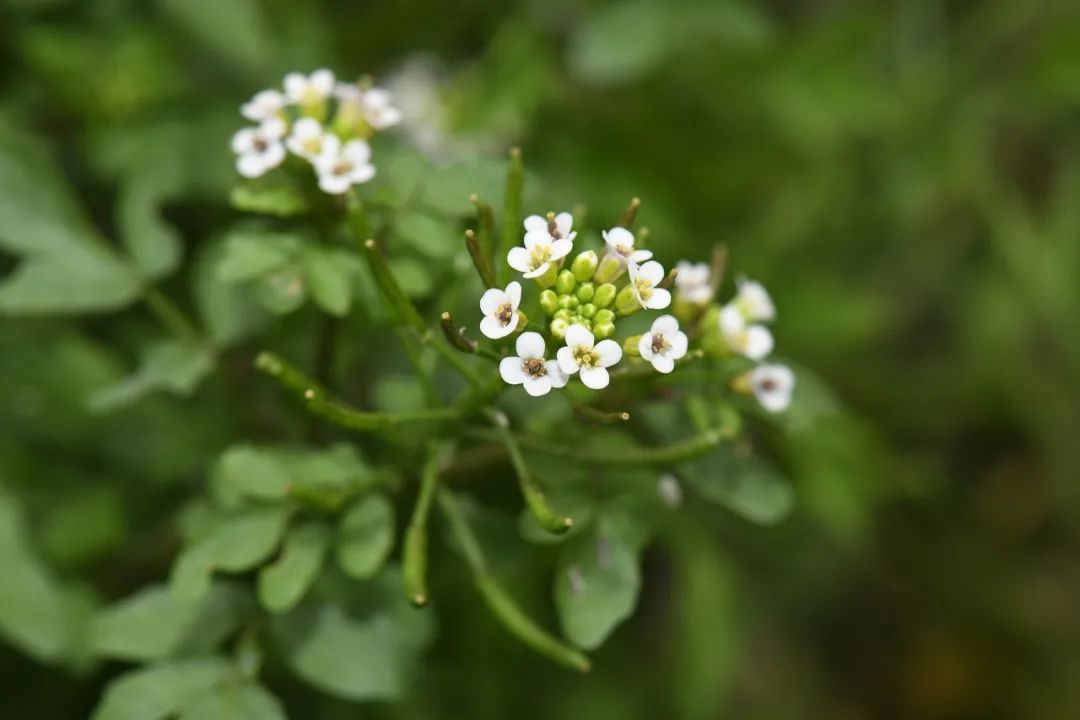 入侵植物知多少?