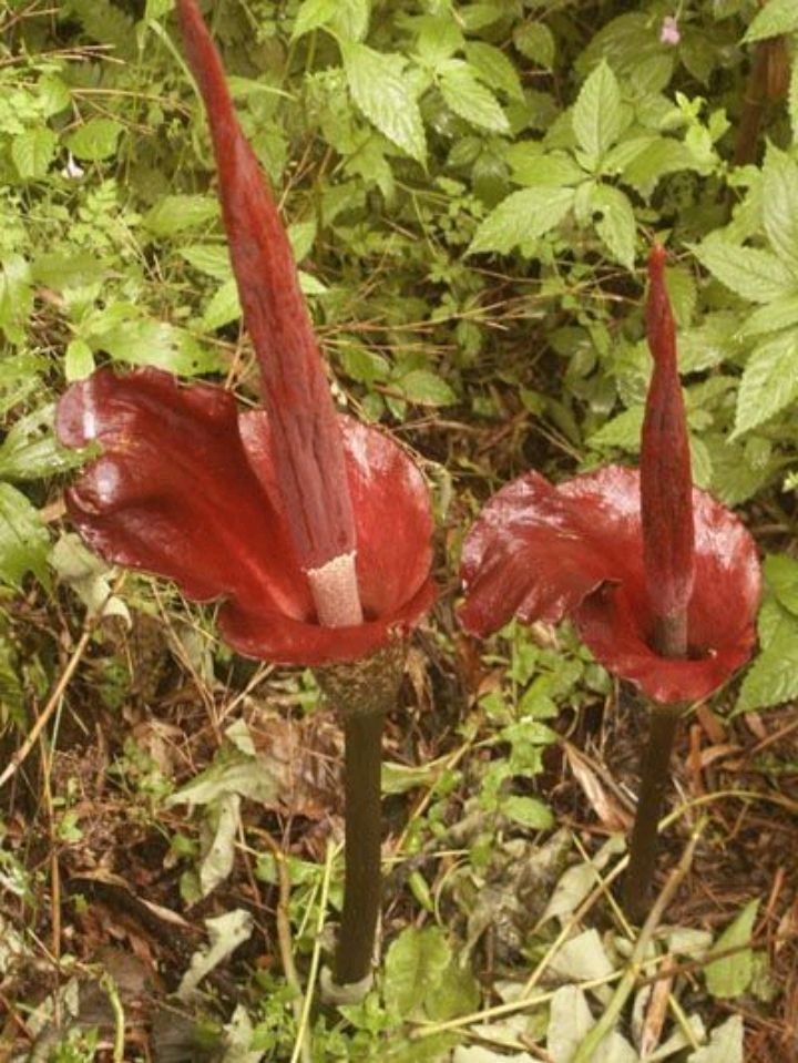 魔芋花(磨芋是一种什么样的植物？)