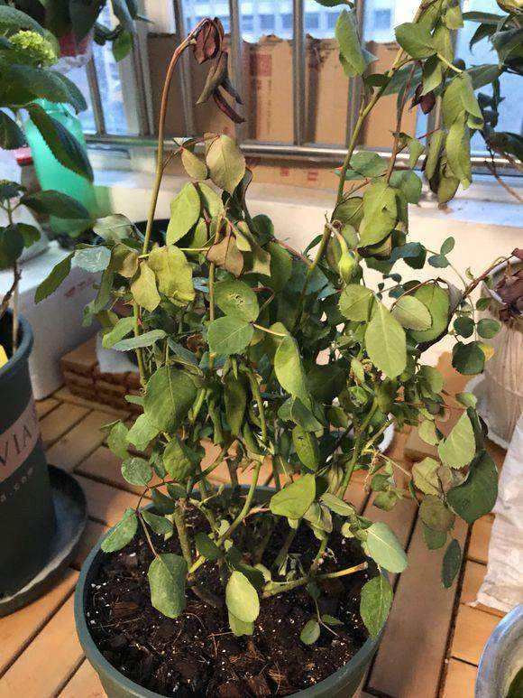 月季苗价格"水分"大,把握好4点,花少钱买好苗