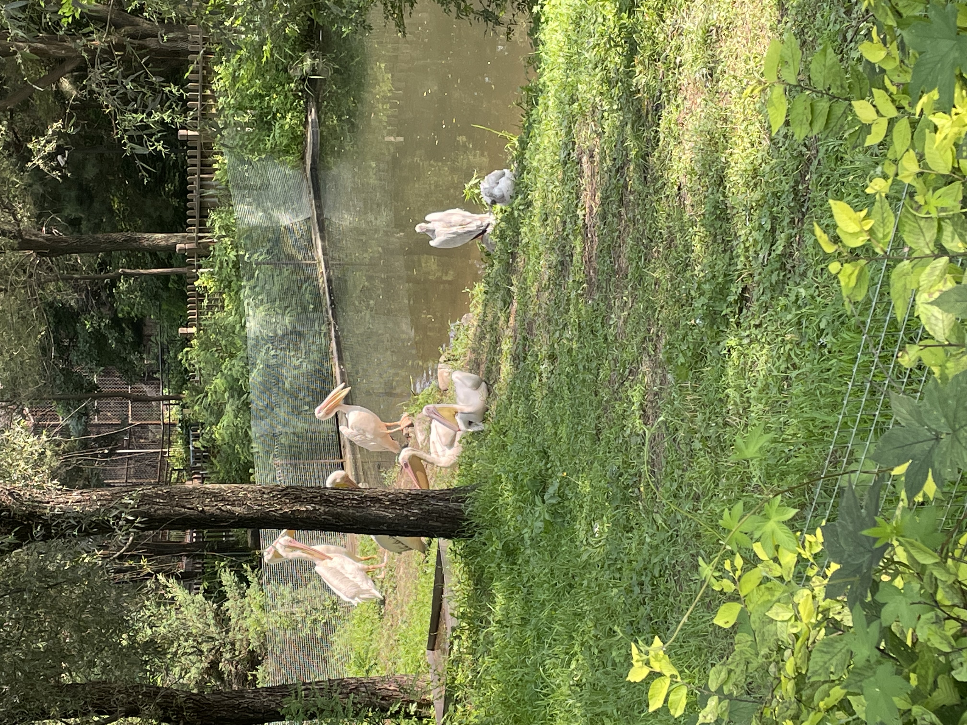 盛夏游沈阳森林动物园