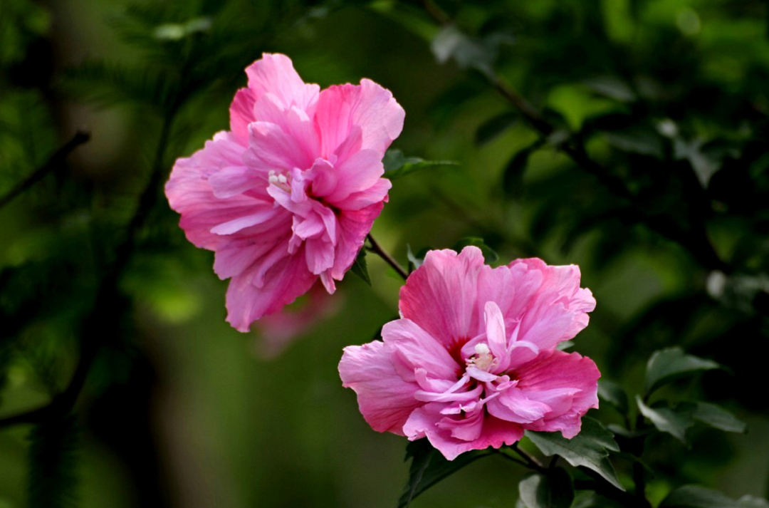 「诗词鉴赏」木槿花开，10首木槿花的诗词，朝花夕谢，转瞬即逝