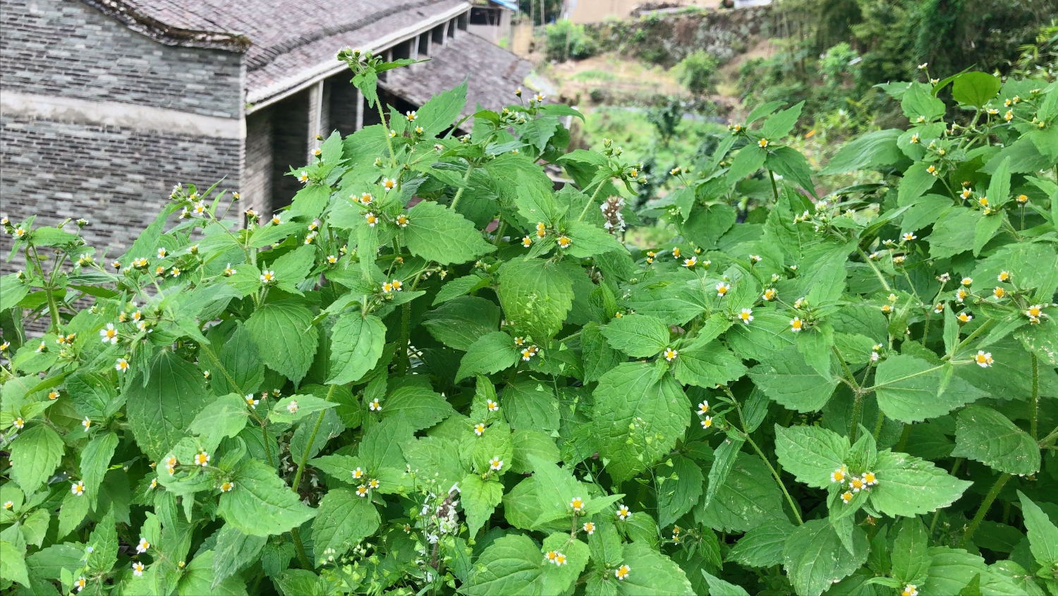 牛膝菊("牛膝菊"在农村很常见,有人用来做火锅!可知它还是一种药材?