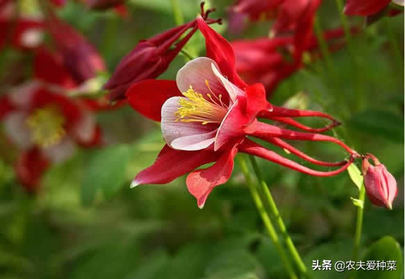 耧斗菜是多年生还是一年生（零下十度也能活一年开花3季）