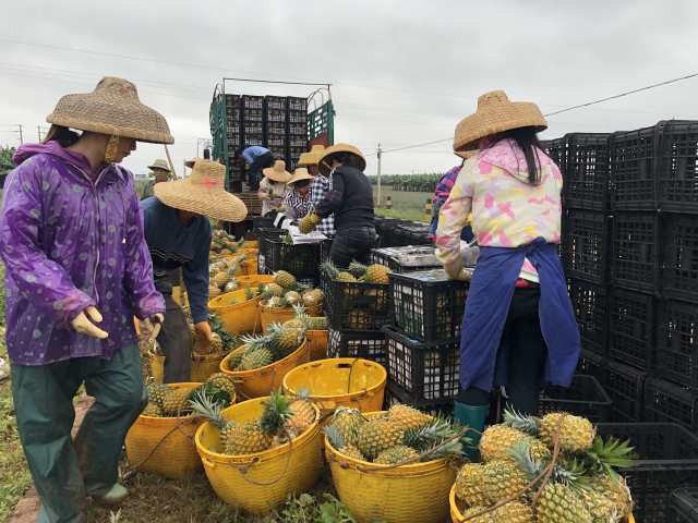 徐闻菠萝产销对接会火热进行！现场签约采购1.84亿斤