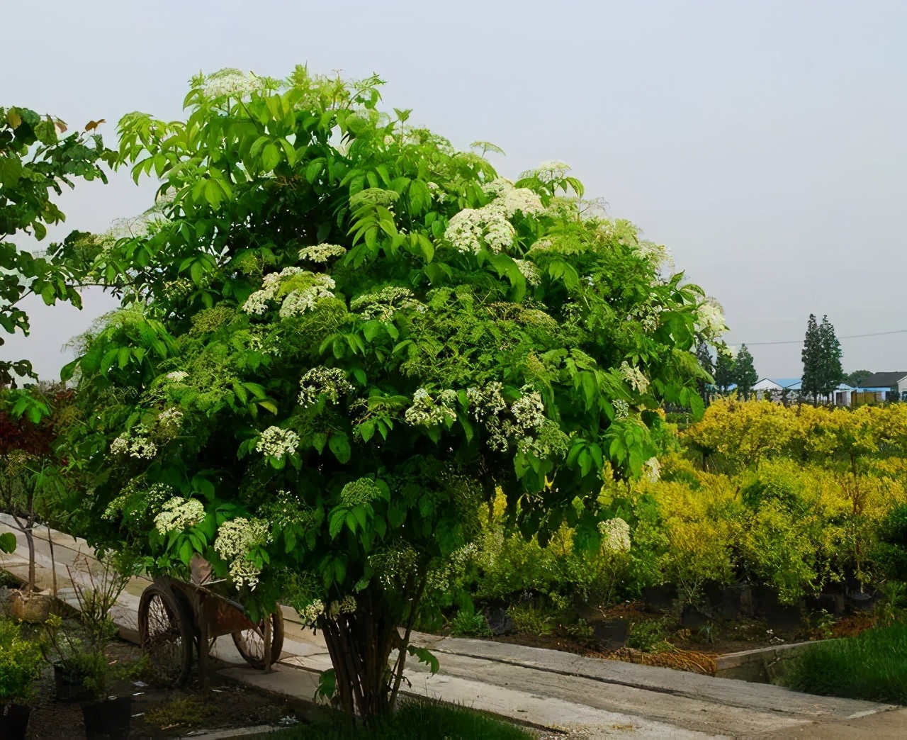 接骨木图片,中药接骨木图片