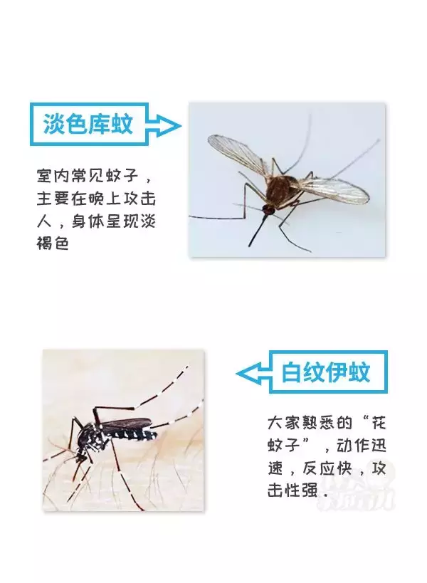 登革热病是由哪种动物传染的,登革热病是由哪个动物传染的
