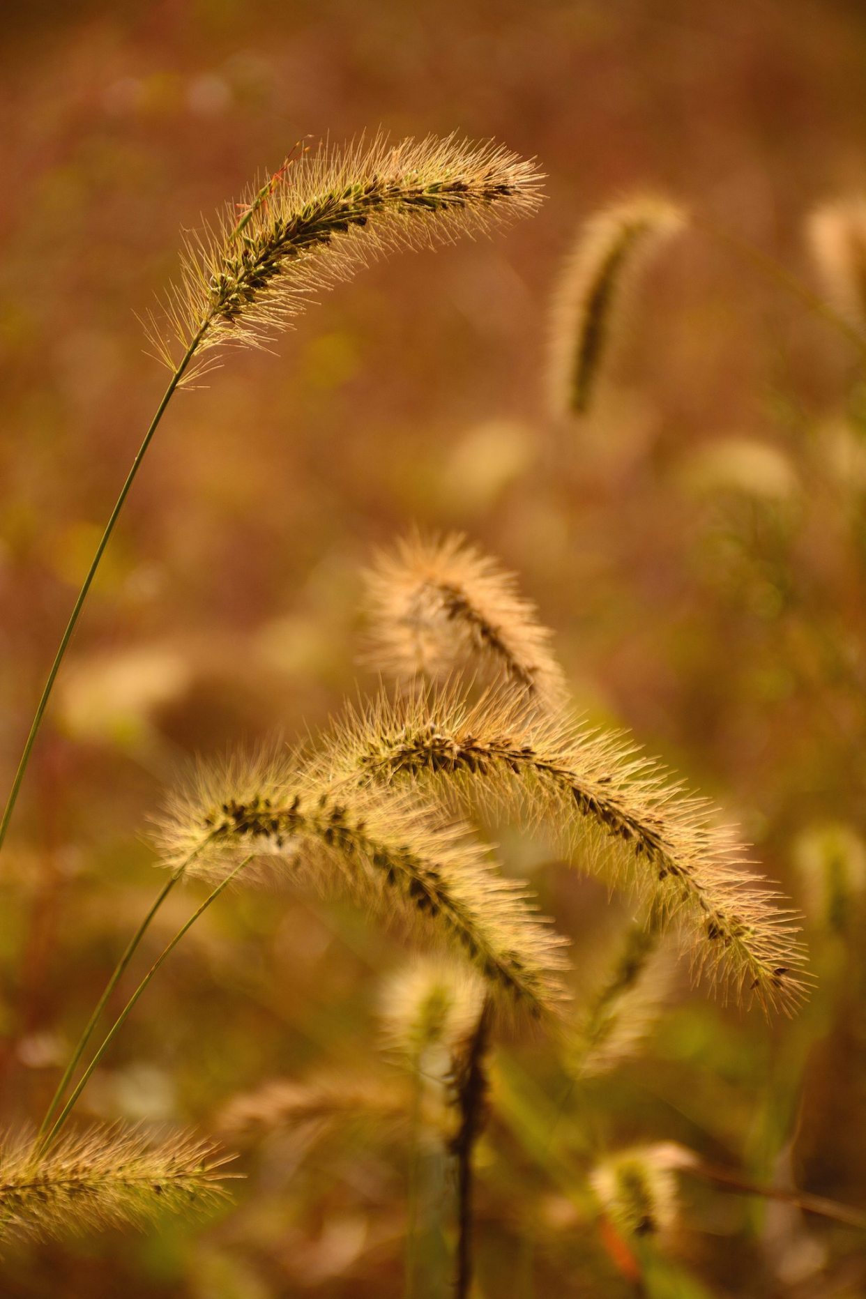 散文：人生一世，草木一秋