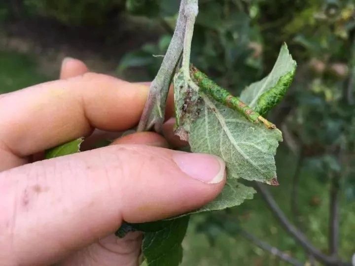 花长蚜虫用什么方法治（2种暴力清除蚜虫的方法）