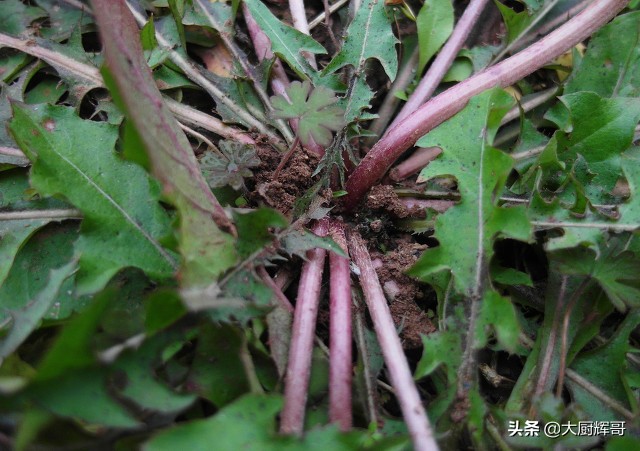 东北蒲公英（清明过后春季6种野菜莫错过）