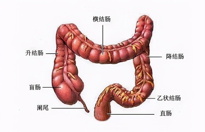 肠疼痛位置图图片