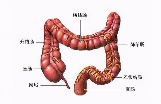 症状治疗方法内痔图片_内痔痔疮的治疗方法_内痔的症状和治疗方法