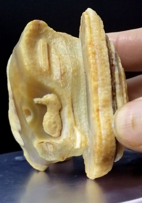 蛋白玛瑙《龟鹤齐寿》象形石