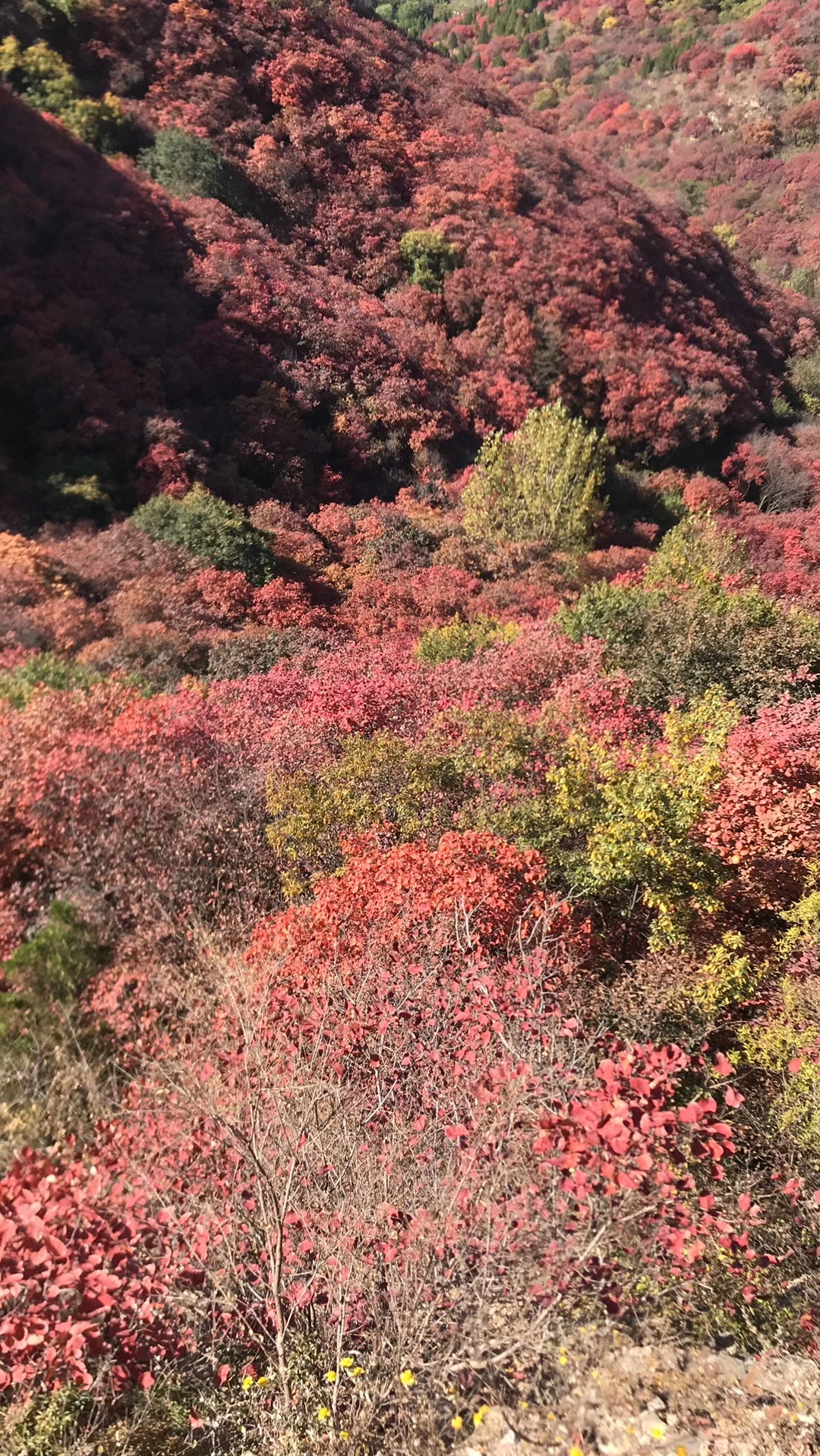 「散文」采蘑菇——树林中的收获