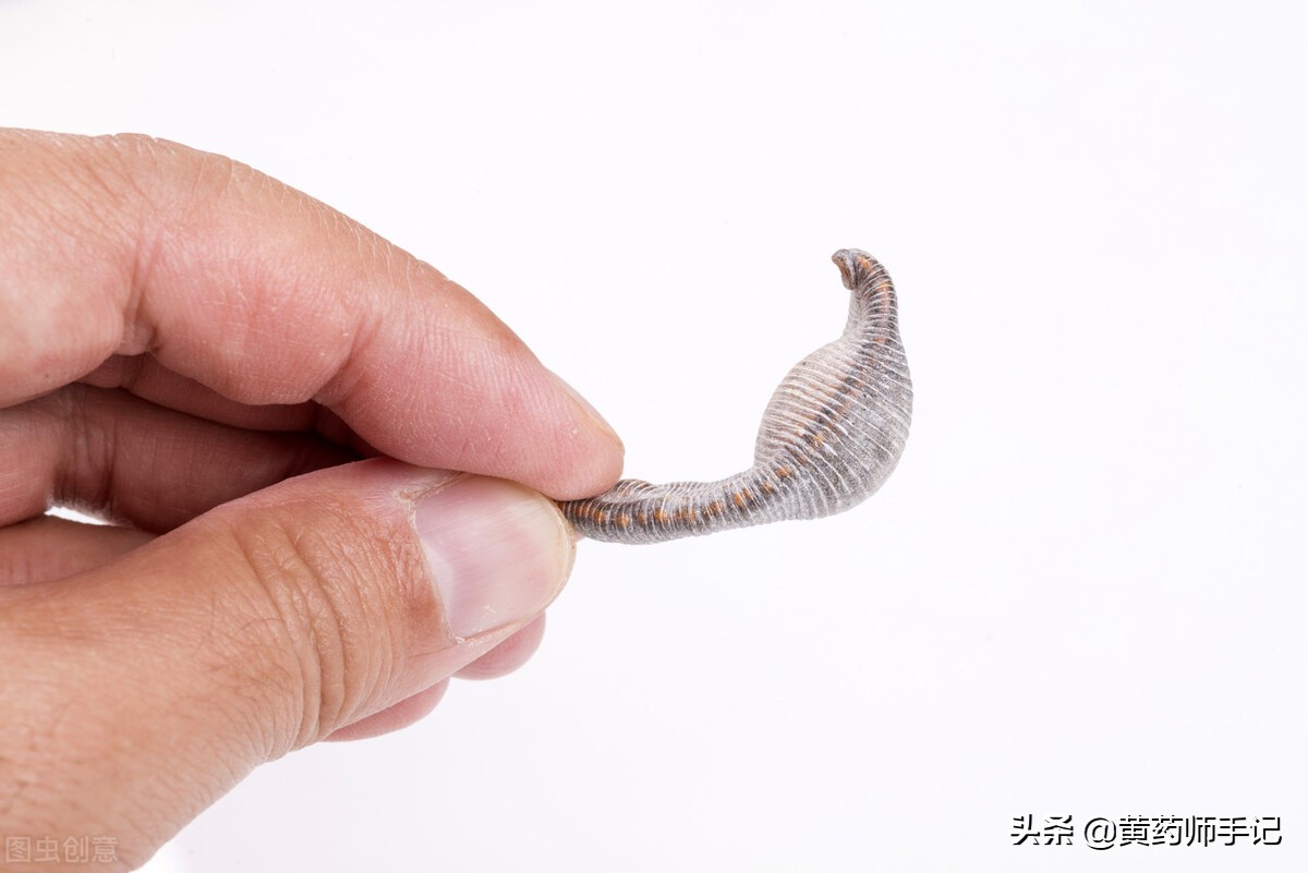 水蛭圖片,
