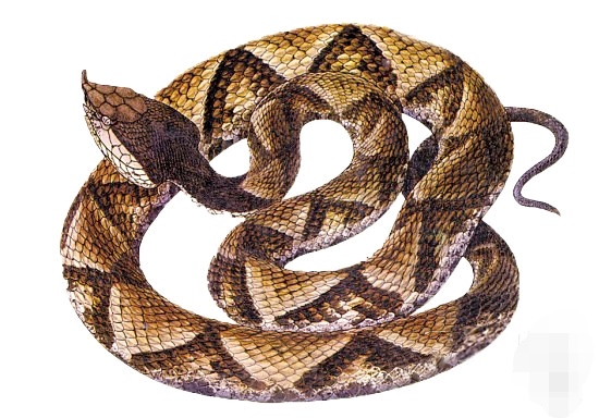 靳蛇的功效与作用-我的快乐小窝