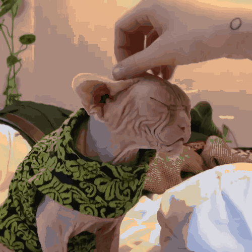 堪称“最懂事”的3种猫，养一只轻松又省心