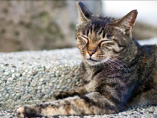 折耳猫寿命一般多少年（寿命较短的6种猫详细讲解）