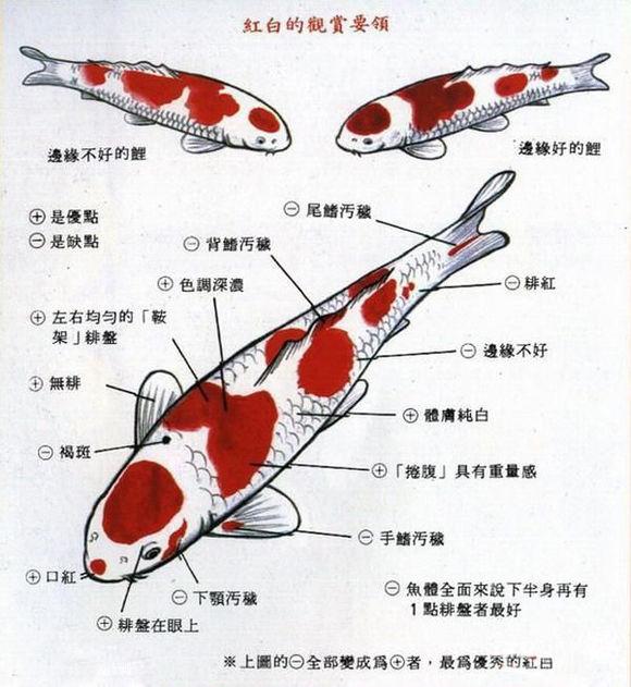 锦鲤品种图片大全（锦鲤品种图片大全图 图解）-第2张图片-科灵网